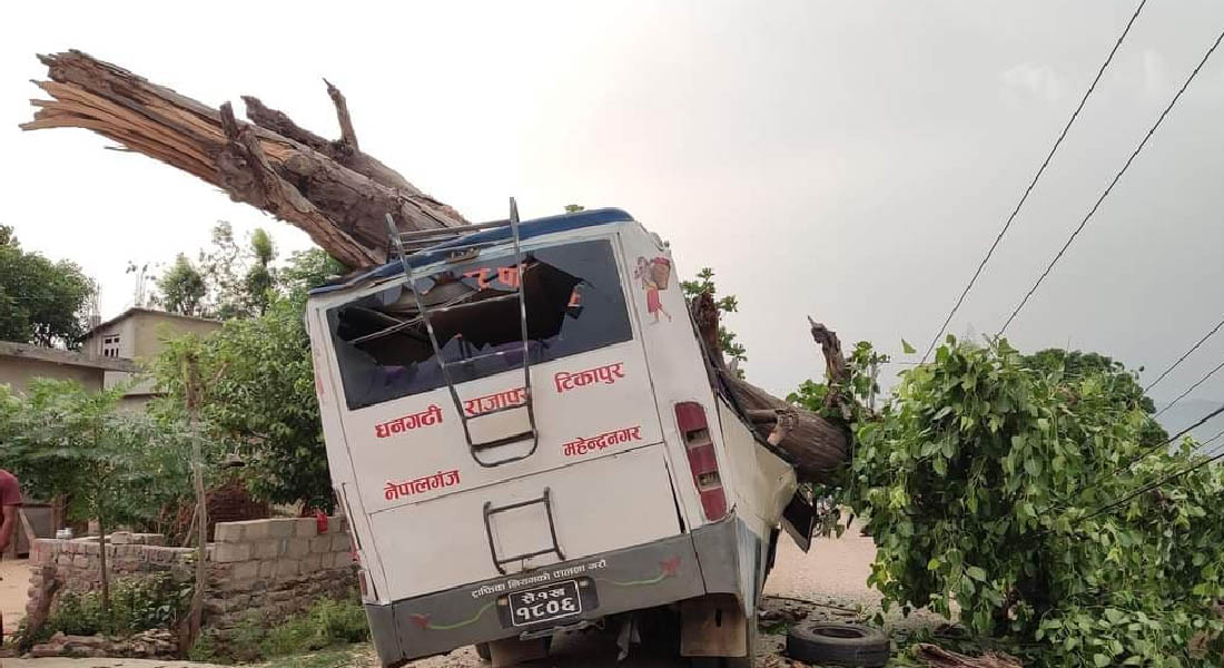 कैलालीमा गुड्दै गरेको बसमा रुख खस्दा पाँच जना घाइते 